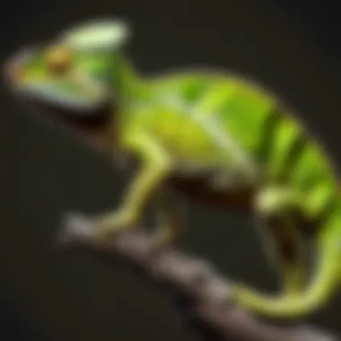 Illustration of a colorful chameleon showcasing its camouflaging abilities